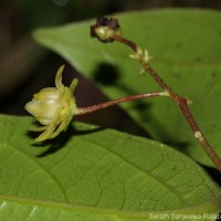 Hortonia floribunda Wight ex Arn.